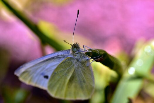 DSC_2598n.JPG