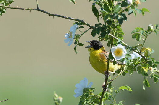 D4S_4607_Kappenammer.JPG