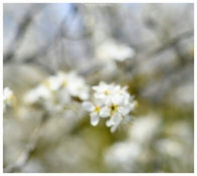 comp_Schlehenbokeh_028 Kopie.jpg