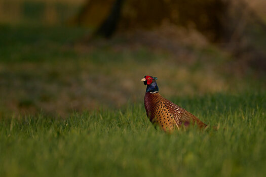 DSC_1441_1200px.jpg DSC_1441_1200px.jpg