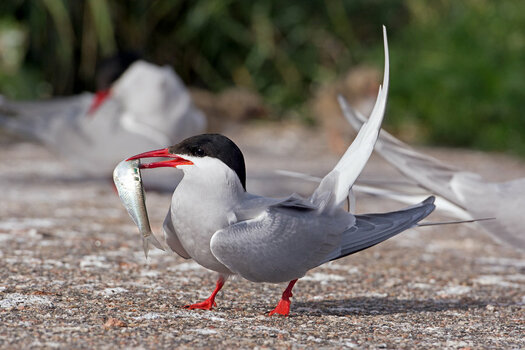 D71_8489_lecker Fisch für Vaddern_IA.jpg