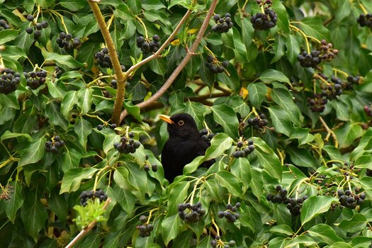 DSC_3570n.JPG