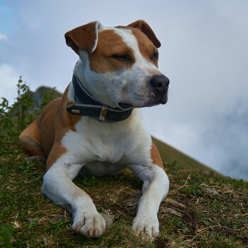 Dexter_Marwees_1200px.jpg