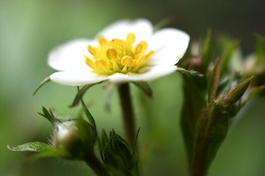 comp_Erdbeerblüte_040.jpg