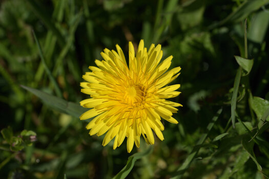 gelbe _00001DSC_1112.jpg