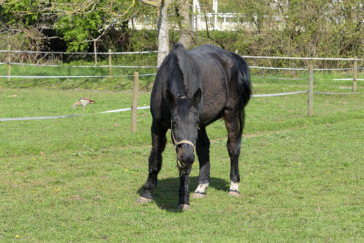 Pferd_00001DSC_1095.jpg
