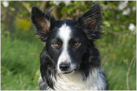 paddy_portrait_2.jpg