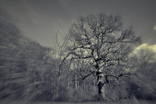 DFX_7448 (3)_HDR.jpg