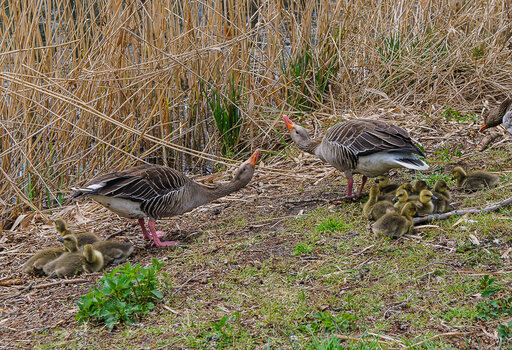 DSC_1281.JPG