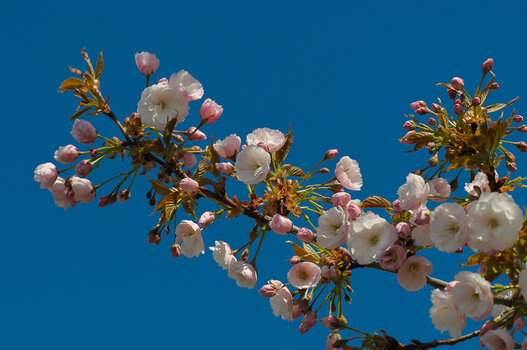 DSC_1408.JPG