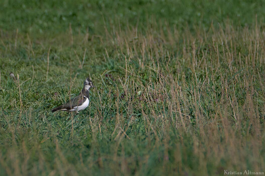 AuerRied-Apr 24 2021-204.jpg