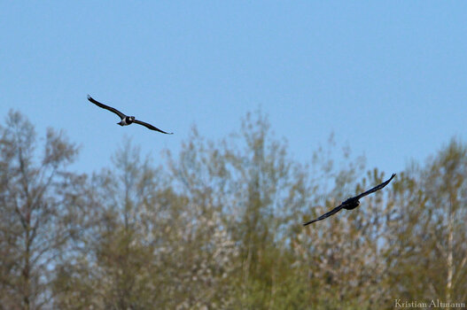AuerRied-Apr 24 2021-221.jpg