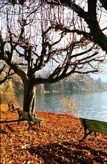 Herbst Kochelsee Scan DSC_1329.jpg