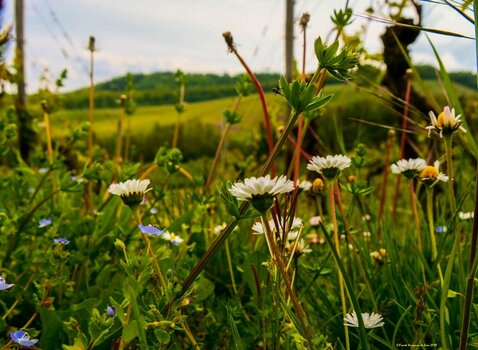Rheinhessen Mai 2019 3.jpg