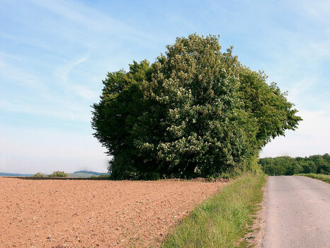 Baum - 021.jpeg