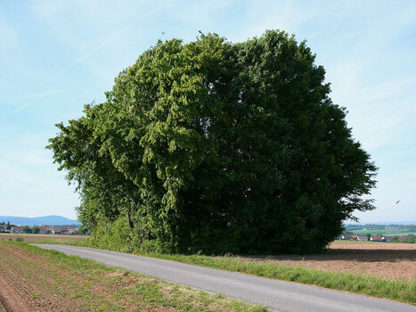 Baum - 018.jpeg
