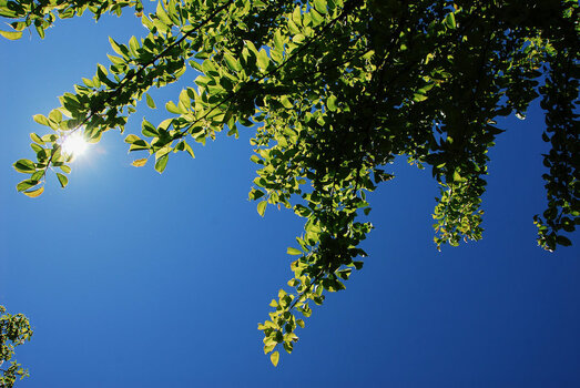 Baum - 054.jpeg
