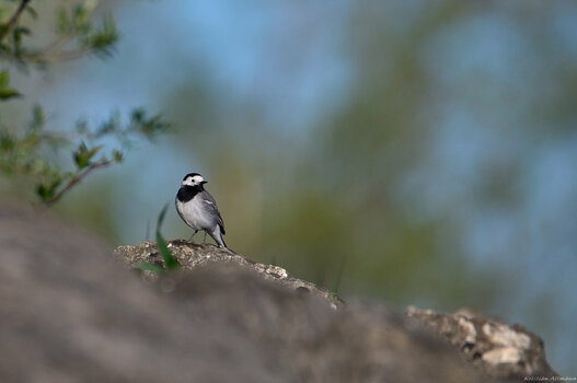 Schleienloch - Mai 09 2021 - 061.jpg