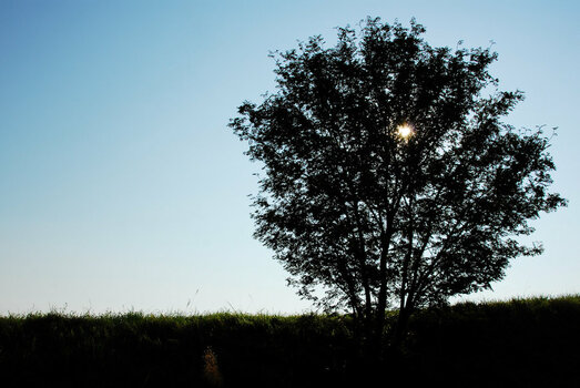 Baum - 085.jpeg
