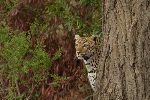 D4S_8065_2.jpg
