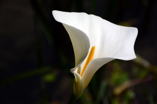 WEBDSC_0485.jpg