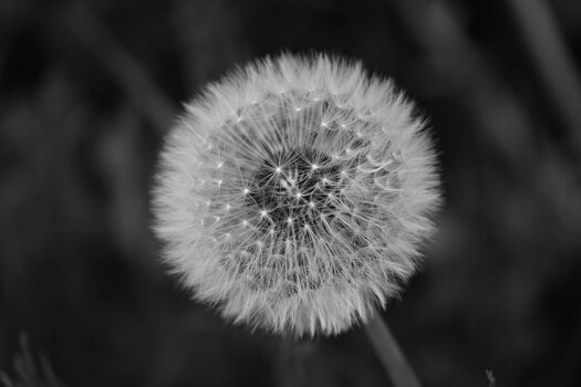 Z50_0568__BW.jpg