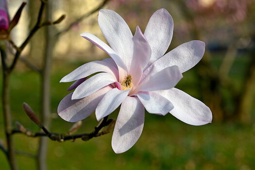 DSC_1003.JPG