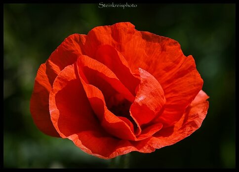 comp_Klatschmohn Kopie.jpg