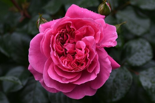 comp_DSC_9502.jpg