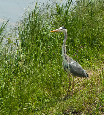 DSC_1467.JPG