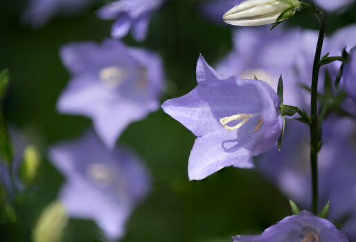 Z6H_0322.jpg