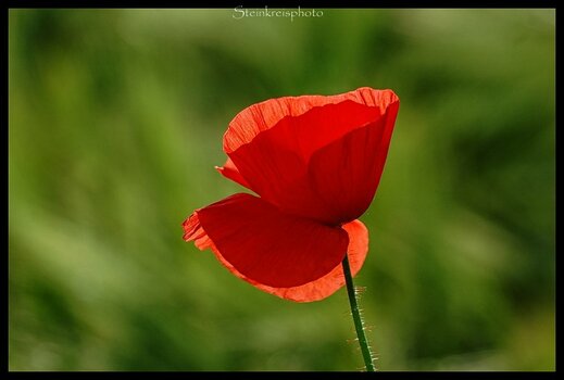 comp_Einsamer Mohn.jpg