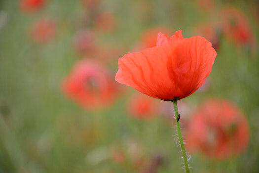 WEBDSC_0024.jpg