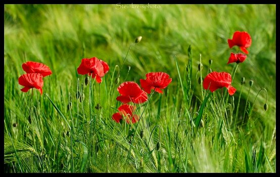 comp_Mohn im Felde.jpg