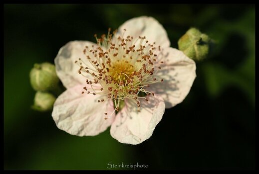 comp_Brombeere ihre Blüte_145.jpg