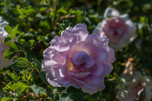 750_0422-Bearbeitet.JPG