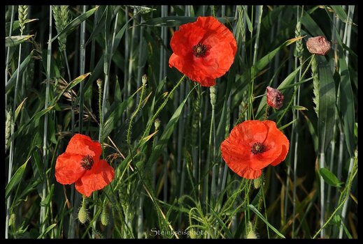 comp_Mohn-Zu Dritt_150.jpg