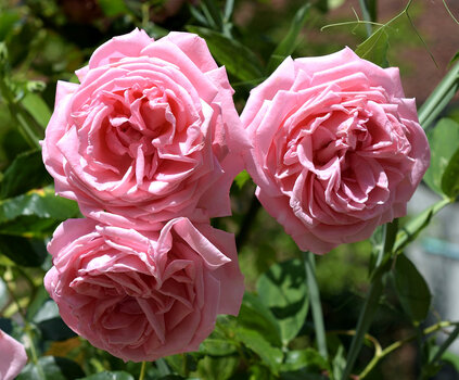 Rosen2_00001Rosen2_00001DSC_1241.jpg
