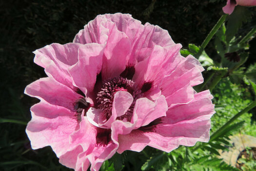 IMG_0168.jpeg