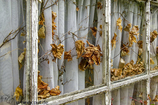 wilder wein-fenster-detail-persönlich-web.jpg