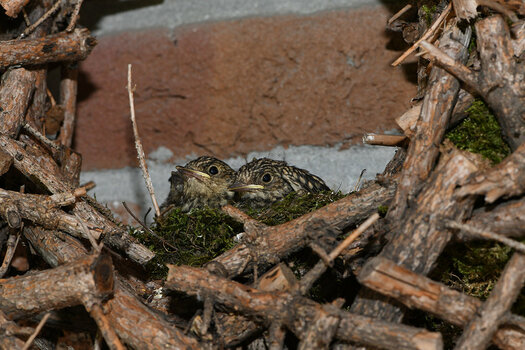 DSC_0330.JPG