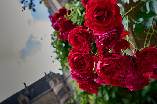 DSC_0160.jpg