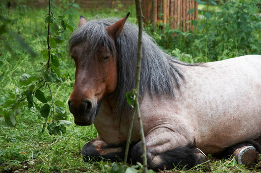 Pferd.jpg