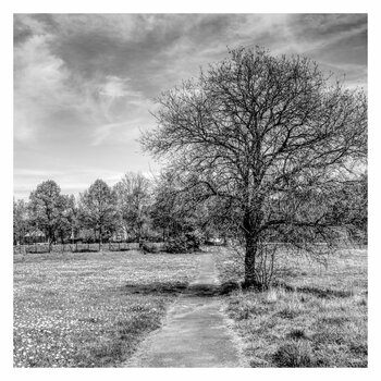 Baum.jpg