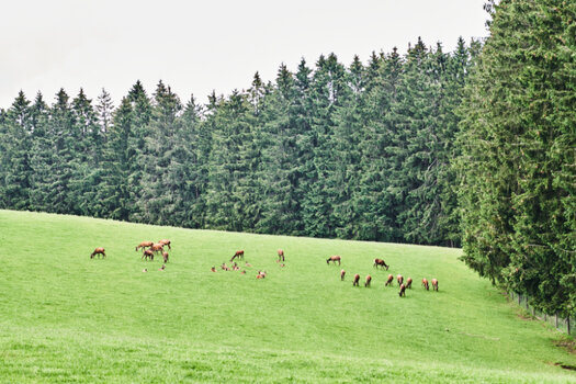 landschaft.jpg