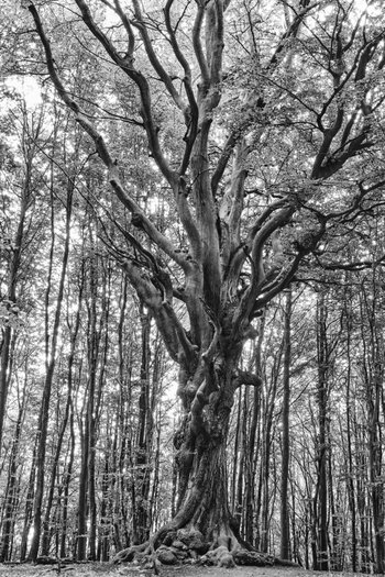Baum1.jpg