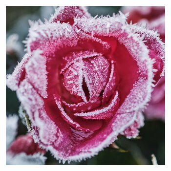 Rose.jpg