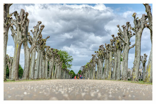 Allee1.jpg
