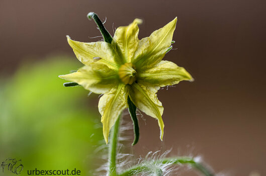 Tomatenblüte.jpg