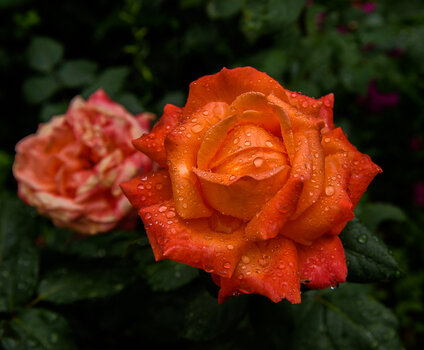 750_1256-Bearbeitet.JPG